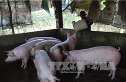 Giá lợn hơi giảm kỷ lục, người chăn nuôi điêu đứng